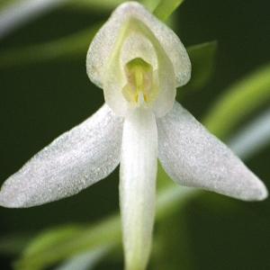 Photographie n°241136 du taxon Platanthera bifolia (L.) Rich. [1817]