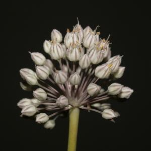 Photographie n°241164 du taxon Allium polyanthum Schult. & Schult.f. [1830]