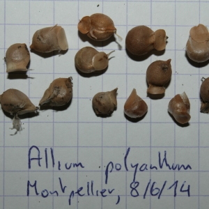 Photographie n°241166 du taxon Allium polyanthum Schult. & Schult.f. [1830]