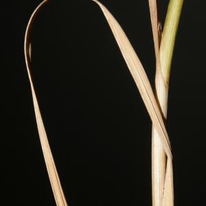 Photographie n°241177 du taxon Allium rotundum subsp. rotundum