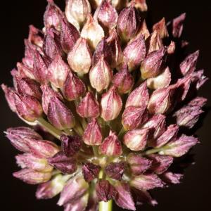 Allium graminifolium Friche-Joset & Montandon (Ail à inflorescences rondes)