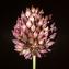 Errol Vela - Allium rotundum subsp. rotundum