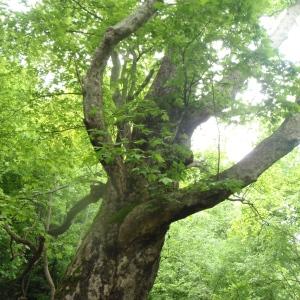 Photographie n°241219 du taxon Platanus orientalis L. [1753]