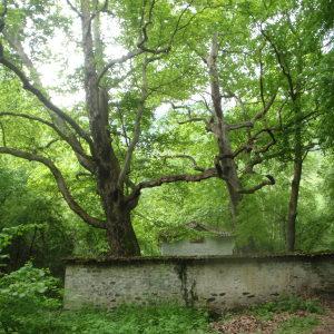 Photographie n°241220 du taxon Platanus orientalis L. [1753]