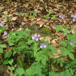 Photographie n°241221 du taxon Lathyrus L. [1753]