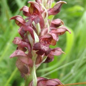 Photographie n°241260 du taxon Anacamptis coriophora (L.) R.M.Bateman, Pridgeon & M.W.Chase [1997]