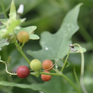 Photographie n°241290 du taxon Bryonia dioica Jacq. [1774]