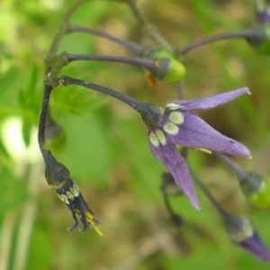 Photographie n°241303 du taxon Solanum dulcamara L. [1753]