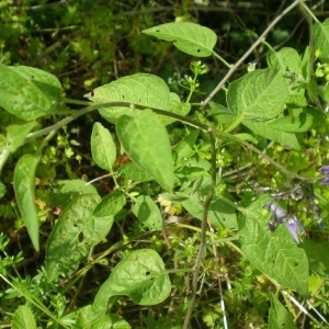 Photographie n°241304 du taxon Solanum dulcamara L. [1753]