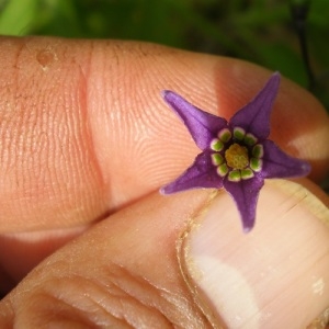 Photographie n°241305 du taxon Solanum dulcamara L. [1753]