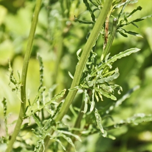 Photographie n°241315 du taxon Reseda lutea L. [1753]