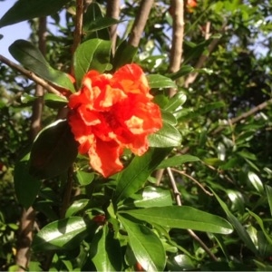 Photographie n°241320 du taxon Punica granatum L. [1753]