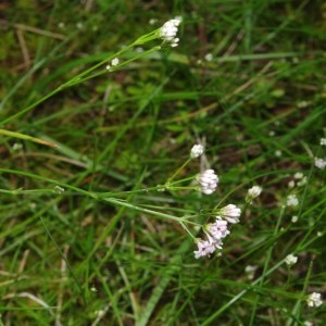 Photographie n°241326 du taxon Asperula cynanchica L. [1753]