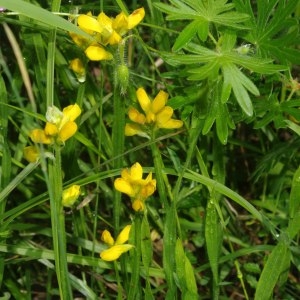 Photographie n°241336 du taxon Genista sagittalis L. [1753]