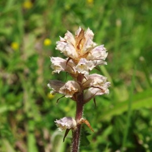 Orobanche picridis F.W.Schultz (Orobanche de la picride)