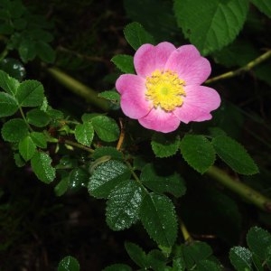 Rosa rubiginosa L. (Églantier couleur de rouille)
