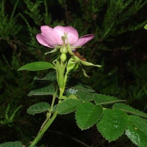 Photographie n°241368 du taxon Rosa rubiginosa L. [1771]