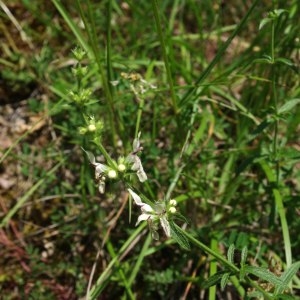 Photographie n°241371 du taxon Stachys recta L. [1767]