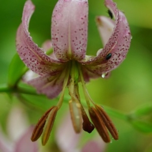 Photographie n°241392 du taxon Lilium martagon L.