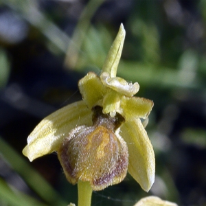  - Ophrys virescens Philippe [1859]