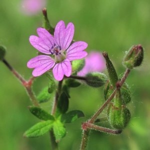 Photographie n°241467 du taxon Géranium à feuilles molles