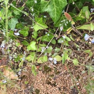 Photographie n°241470 du taxon Myosotis des champs