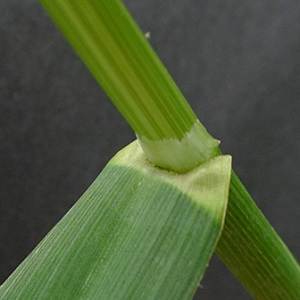 Photographie n°241476 du taxon Avena sativa subsp. sativa