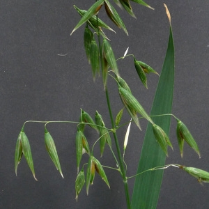 Photographie n°241477 du taxon Avena sativa subsp. sativa