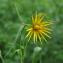  Jean-Pierre LE ROY  - Tragopogon pratensis L. [1753]