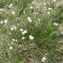  Liliane Roubaudi - Eriophorum vaginatum L. [1753]