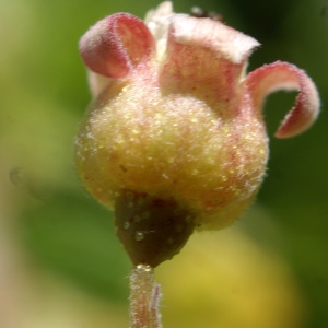 Photographie n°241560 du taxon Ribes nigrum L. [1753]