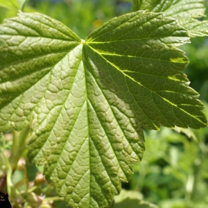 Photographie n°241568 du taxon Ribes nigrum L. [1753]