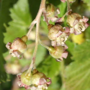 Photographie n°241570 du taxon Ribes nigrum L. [1753]