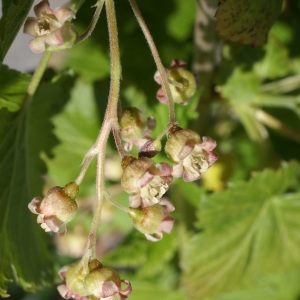 Photographie n°241571 du taxon Ribes nigrum L. [1753]