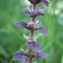  Liliane Roubaudi - Ajuga pyramidalis L. [1753]