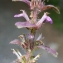  Liliane Roubaudi - Ajuga pyramidalis L. [1753]