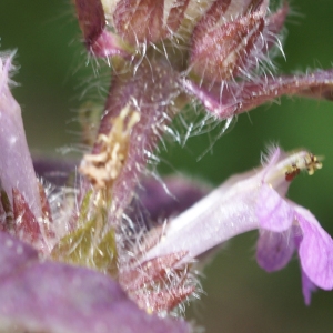 Photographie n°241584 du taxon Ajuga pyramidalis L. [1753]