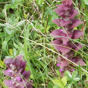 Photographie n°241587 du taxon Ajuga pyramidalis L. [1753]