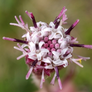 Homogyne alpina (L.) Cass. (Homogyne des Alpes)