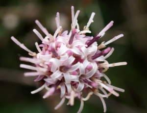 Liliane Roubaudi, le  5 juin 2014 (Chamonix  Mont Blanc)