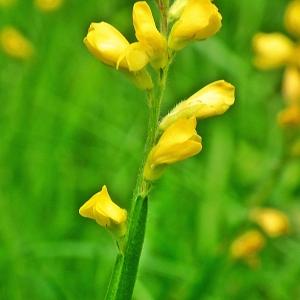 Photographie n°241629 du taxon Genista sagittalis L. [1753]