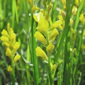 Photographie n°241630 du taxon Genista sagittalis L. [1753]
