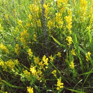 Photographie n°241633 du taxon Genista sagittalis L. [1753]