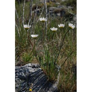 Chrysanthemum graminifolium subsp. burnatii (Briq. & Cavill.) Guin. (Marguerite de Burnat)