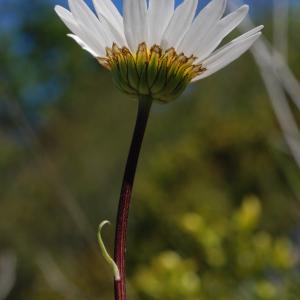 Photographie n°241646 du taxon Leucanthemum burnatii Briq. & Cavill. [1916]