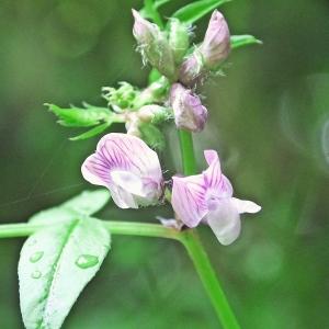 Photographie n°241676 du taxon Vicia sepium L. [1753]