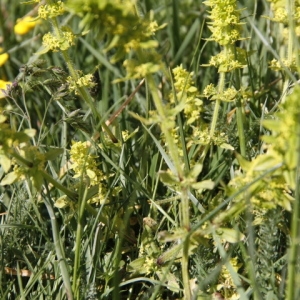 Photographie n°241733 du taxon Cruciata laevipes Opiz [1852]