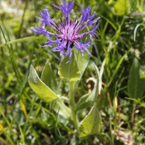 Photographie n°241735 du taxon Centaurea montana L. [1753]