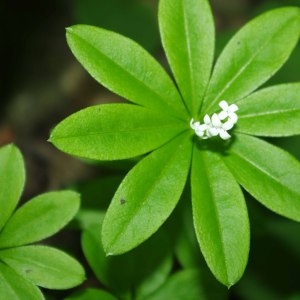 Photographie n°241766 du taxon Galium odoratum (L.) Scop. [1771]