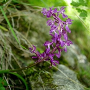 Photographie n°241767 du taxon Gymnadenia conopsea (L.) R.Br. [1813]